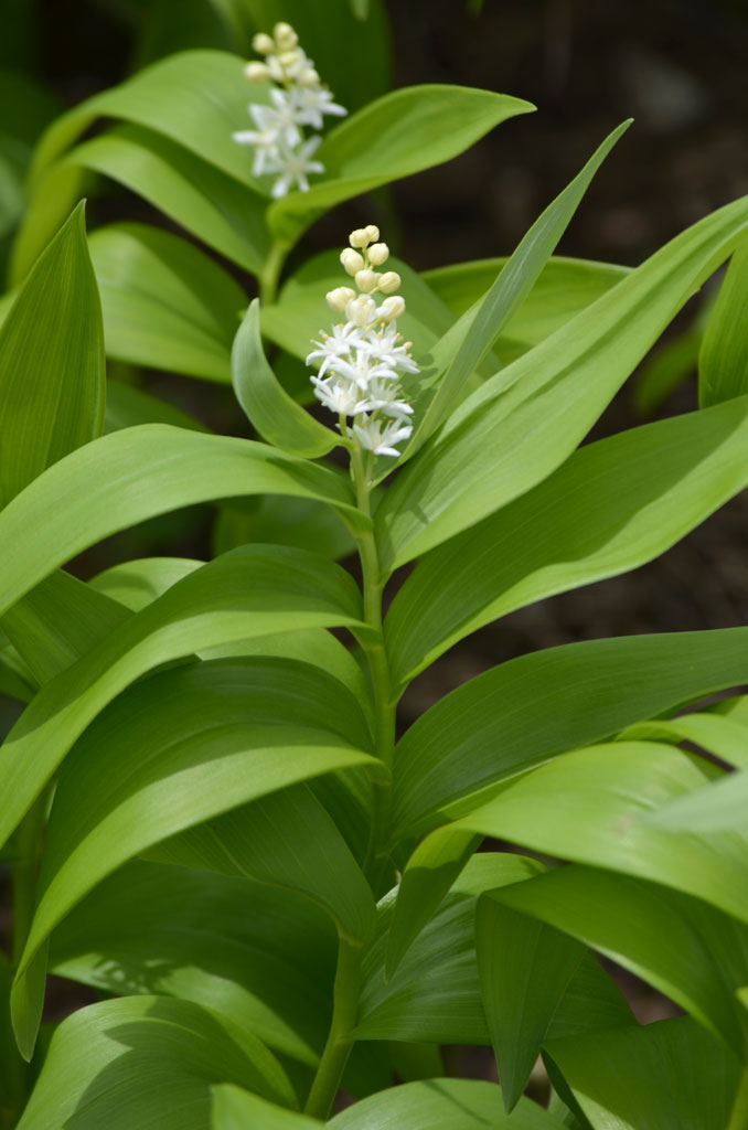 Maianthemum stellatum Starry Solomon's Plume Prairie 