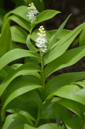 Maianthemum stellatum