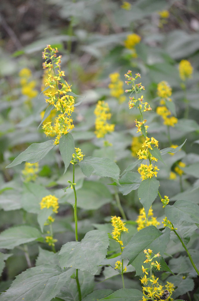Solidago Flexicaulis Zig Zag Goldenrod Prairie Moon Nursery