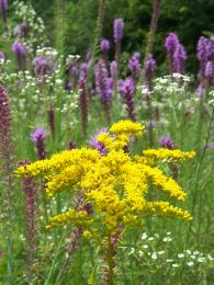 Solidago juncea
