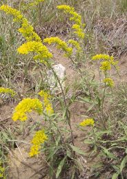 Solidago nemoralis