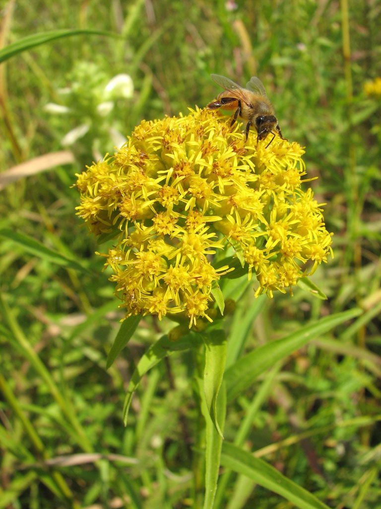 Oligoneuron riddellii Riddell's Goldenrod Prairie Moon Nursery