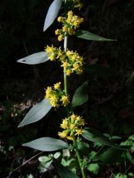 Solidago sciaphila