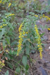 Solidago ulmifolia