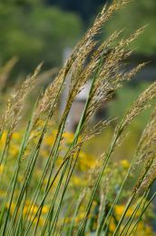 Sorghastrum nutans