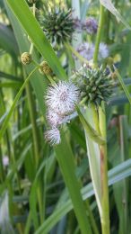 Sparganium eurycarpum