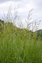 Spartina pectinata