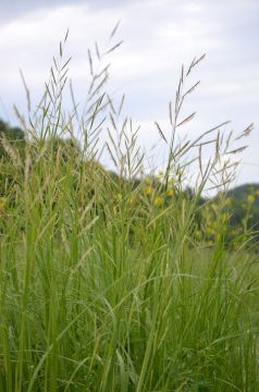 Hierochloe odorata Sweet Grass - Keystone Wildflowers