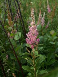 Spiraea tomentosa