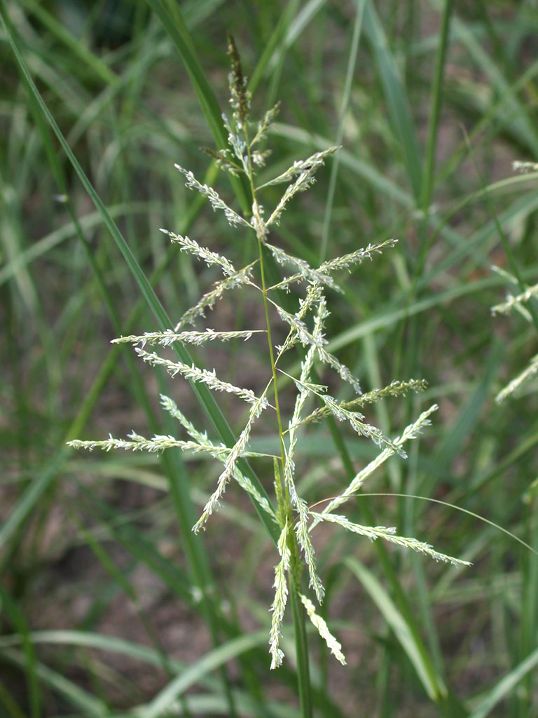 Sporobolus cryptandrus Sand Dropseed | Prairie Moon Nursery