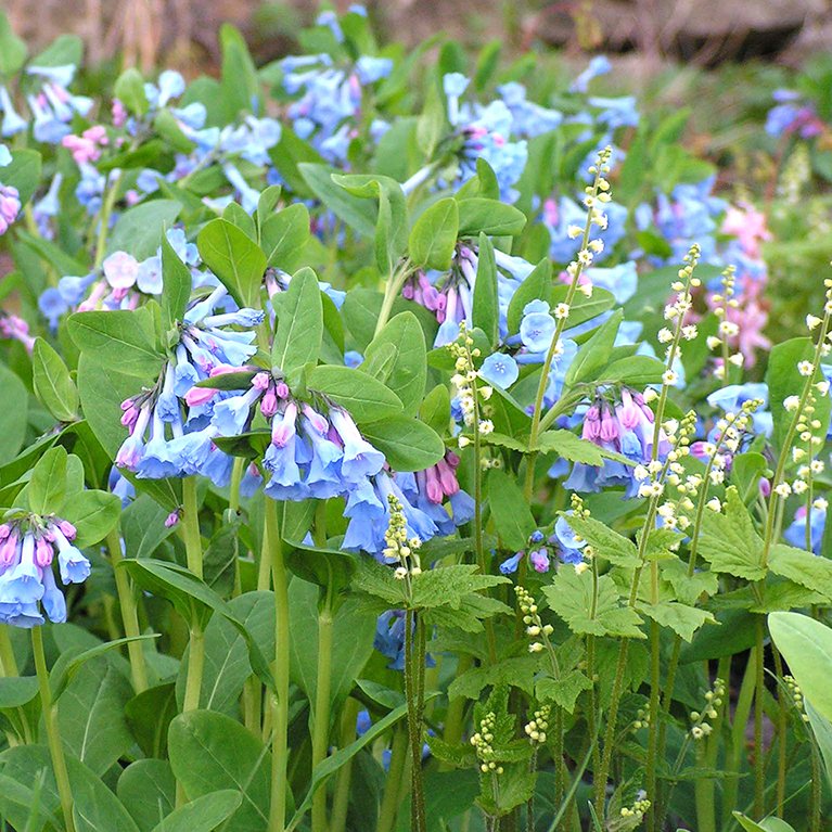 Spring Bloomers