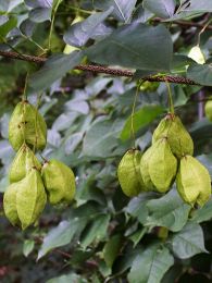 Staphylea trifolia