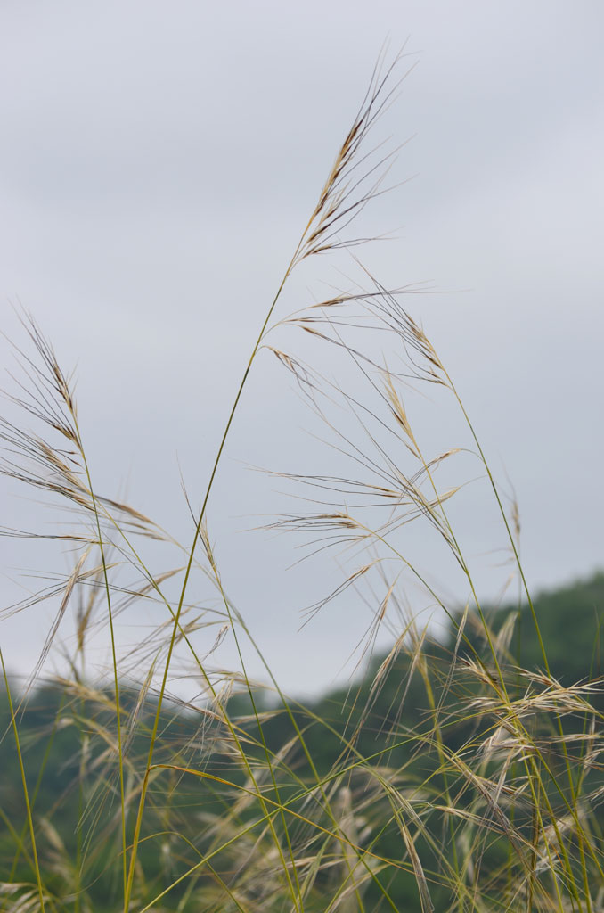 Image of Porcupine grass (Stipa spartea) free to use