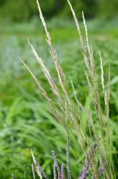 Stipa viridula