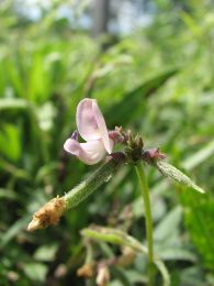 Strophostyles leiosperma
