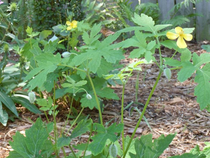 Stylophorum diphyllum Celandine Poppy