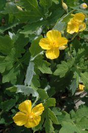 Stylophorum diphyllum