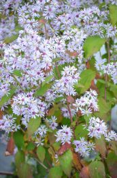 Symphyotrichum cordifolium