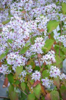 Symphyotrichum cordifolium