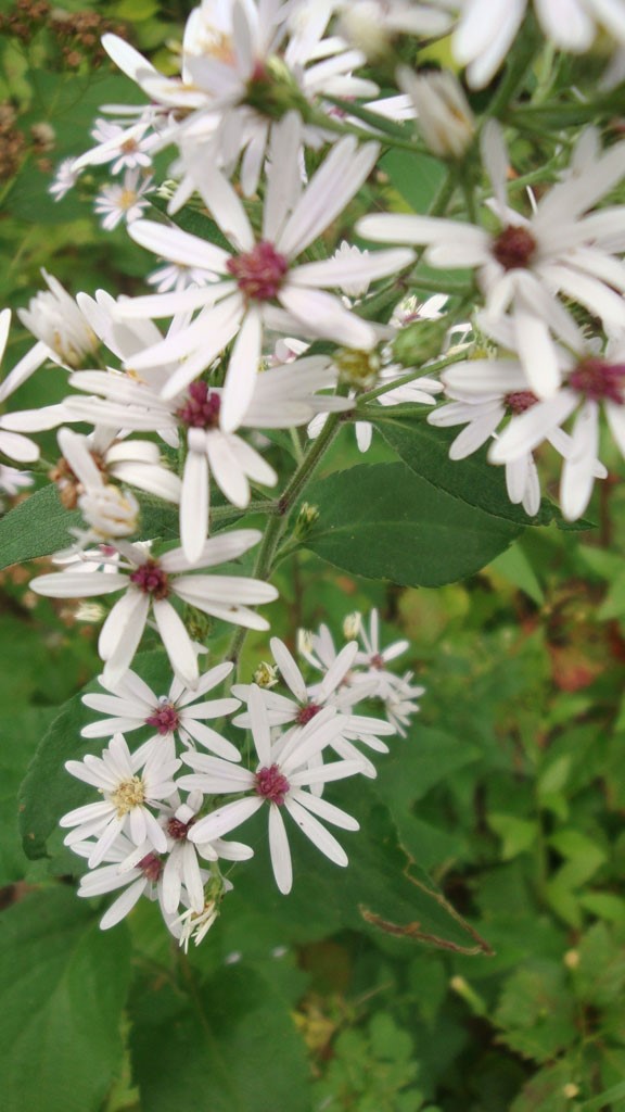 Symphyotrichum drummondii Drummond's Aster | Prairie Moon Nursery