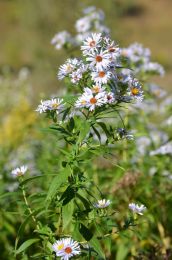 Symphyotrichum firmum