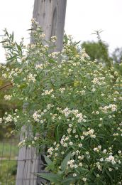 Symphyotrichum lanceolatum