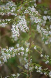 Symphyotrichum lateriflorum