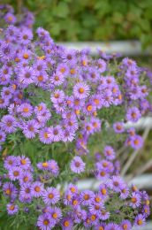 Symphyotrichum novae-angliae