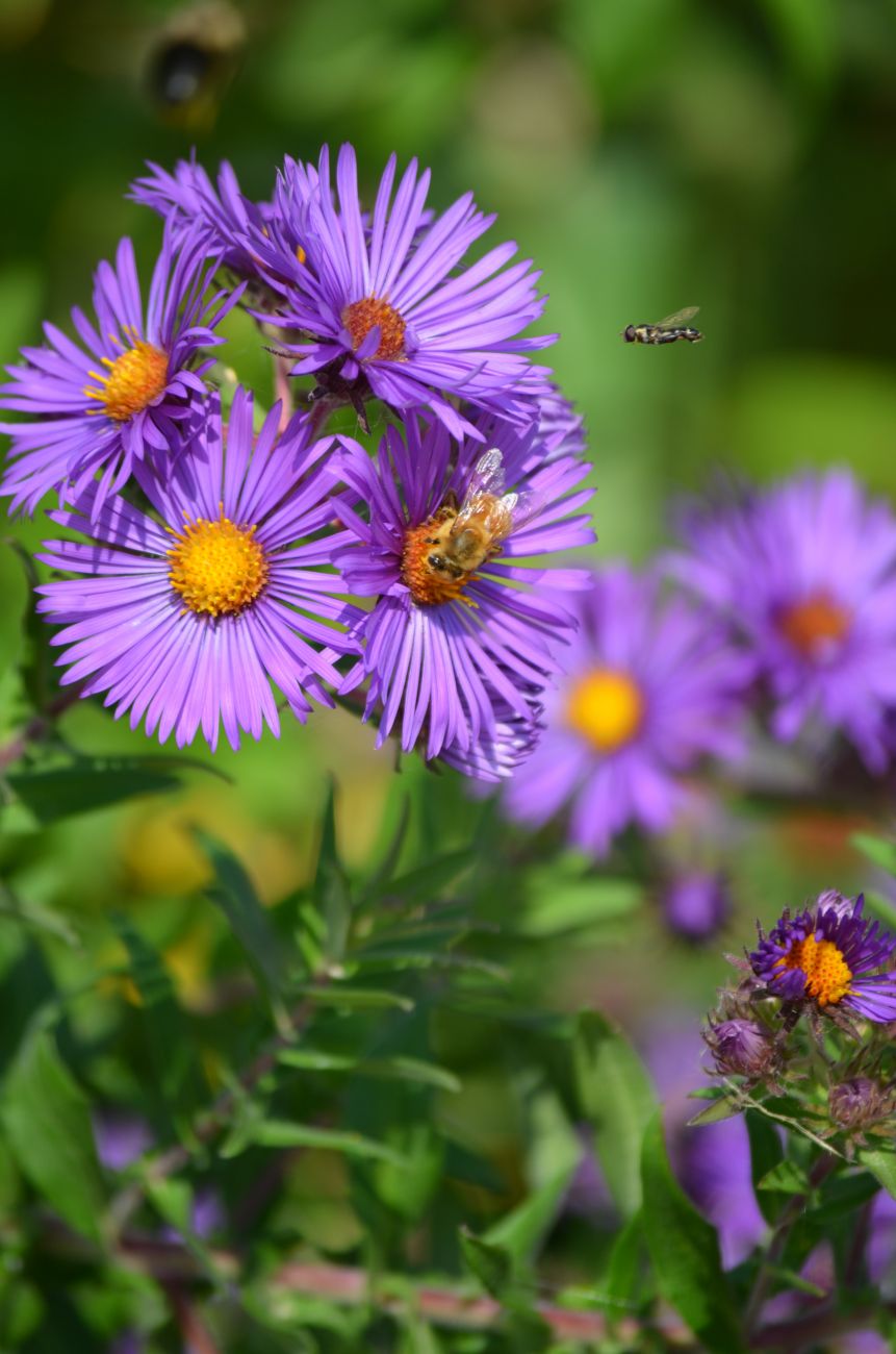 Symphyotrichum novae angliae New England Aster Prairie Moon Nursery