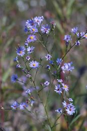 Symphyotrichum oolentangiense