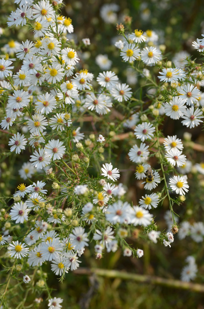 Symphyotrichum pilosum Frost Aster | Prairie Moon Nursery