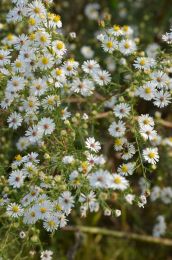 Symphyotrichum pilosum