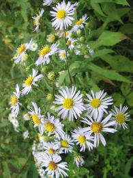 Symphyotrichum prenanthoides