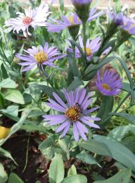 Symphyotrichum sericeum