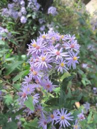 Symphyotrichum shortii