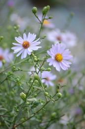 Symphyotrichum turbinellum