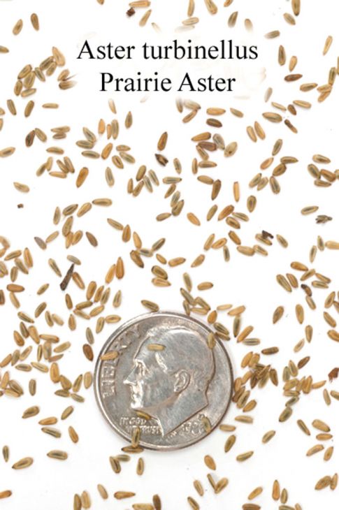 Aster seed online