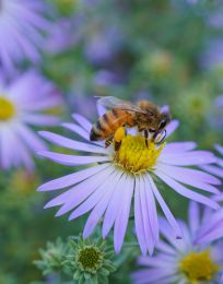Symphyotrichum oblongifolium
