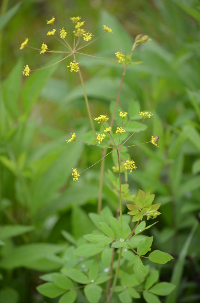Taenidia integerrima Yellow Pimpernel Prairie Moon Nursery