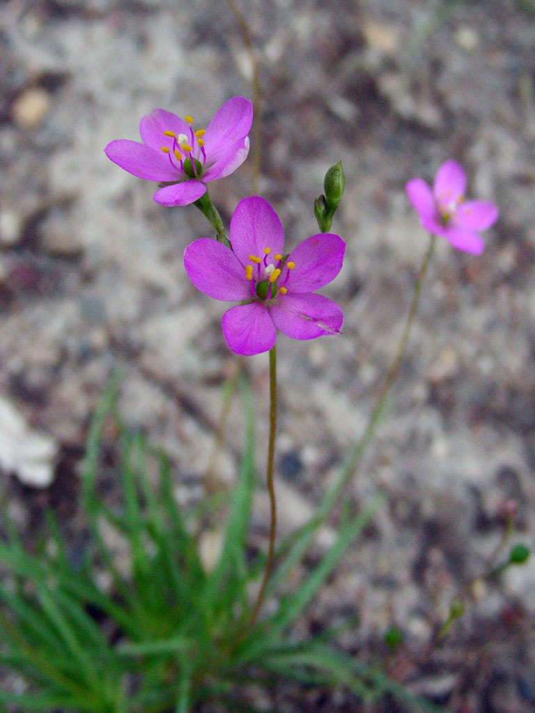 talinum parviflorum small-flower fame flower prairie