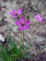 Talinum parviflorum