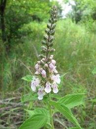 Teucrium canadense