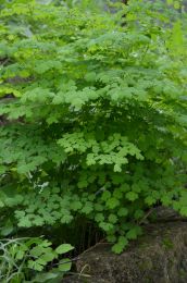 Thalictrum dioicum