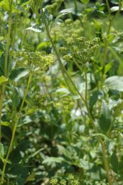 Thaspium trifoliatum flavum