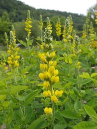Thermopsis caroliniana