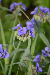 Tradescantia occidentalis