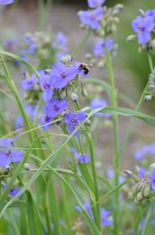 Tradescantia ohiensis