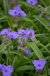 Tradescantia virginiana