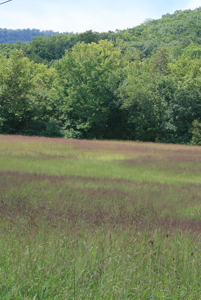 tridens flavus purpletop prairie moon nursery