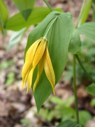 Uvularia grandiflora